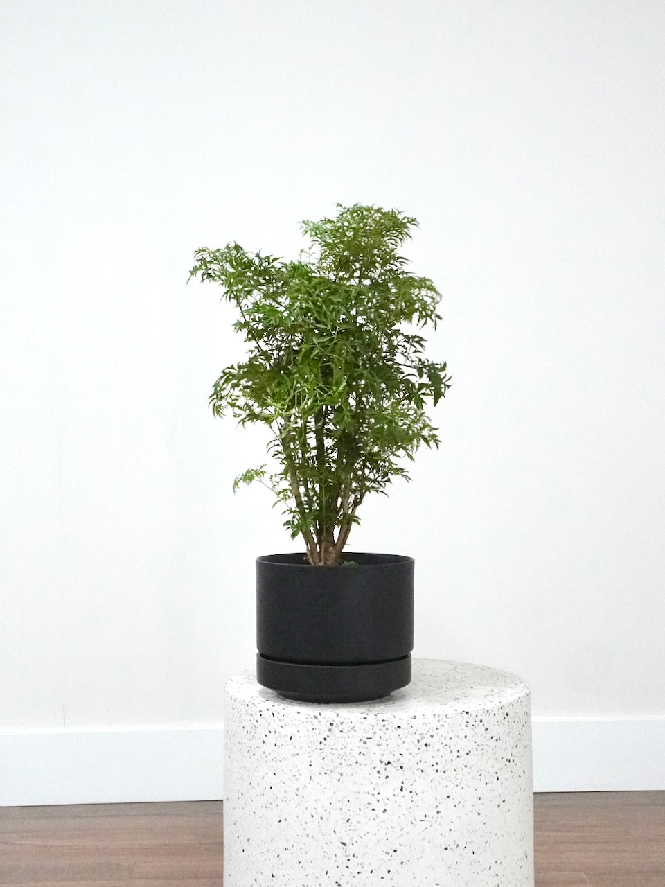 Mulan the Aralia 'Ming', Medium