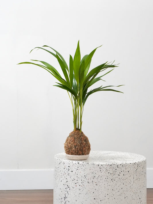 Aretha the Areca Palm 'Kokedama', Small