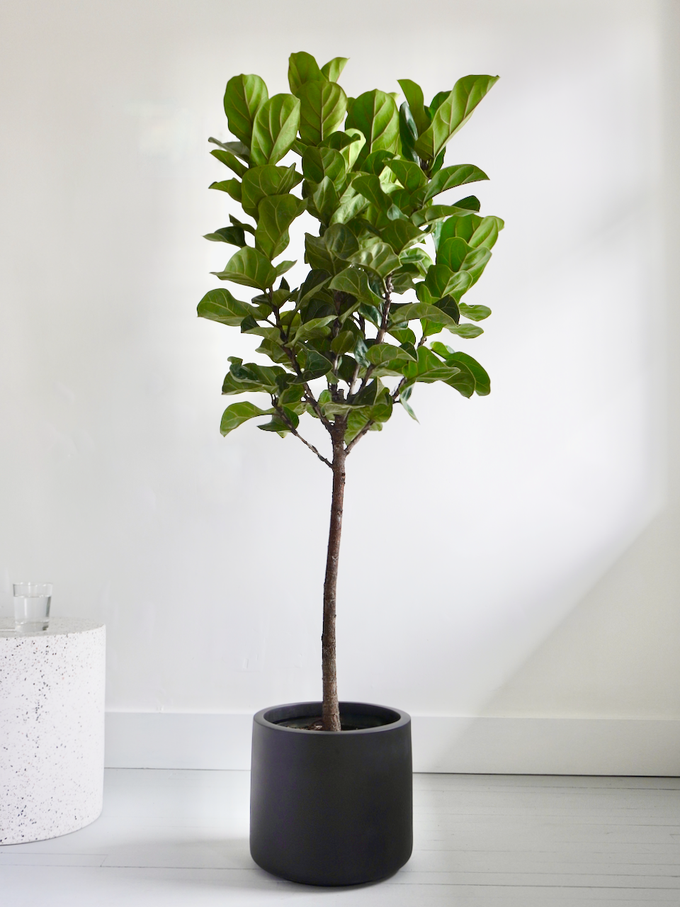 Figgy the Fiddle Leaf Fig 'Bambino', XL Tall