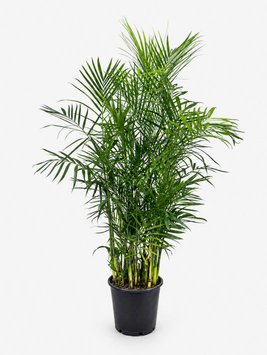 Tamboo the Bamboo Palm, XXL
