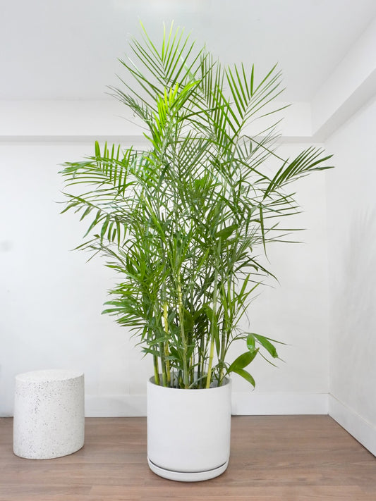 Tamboo the Bamboo Palm, XXL