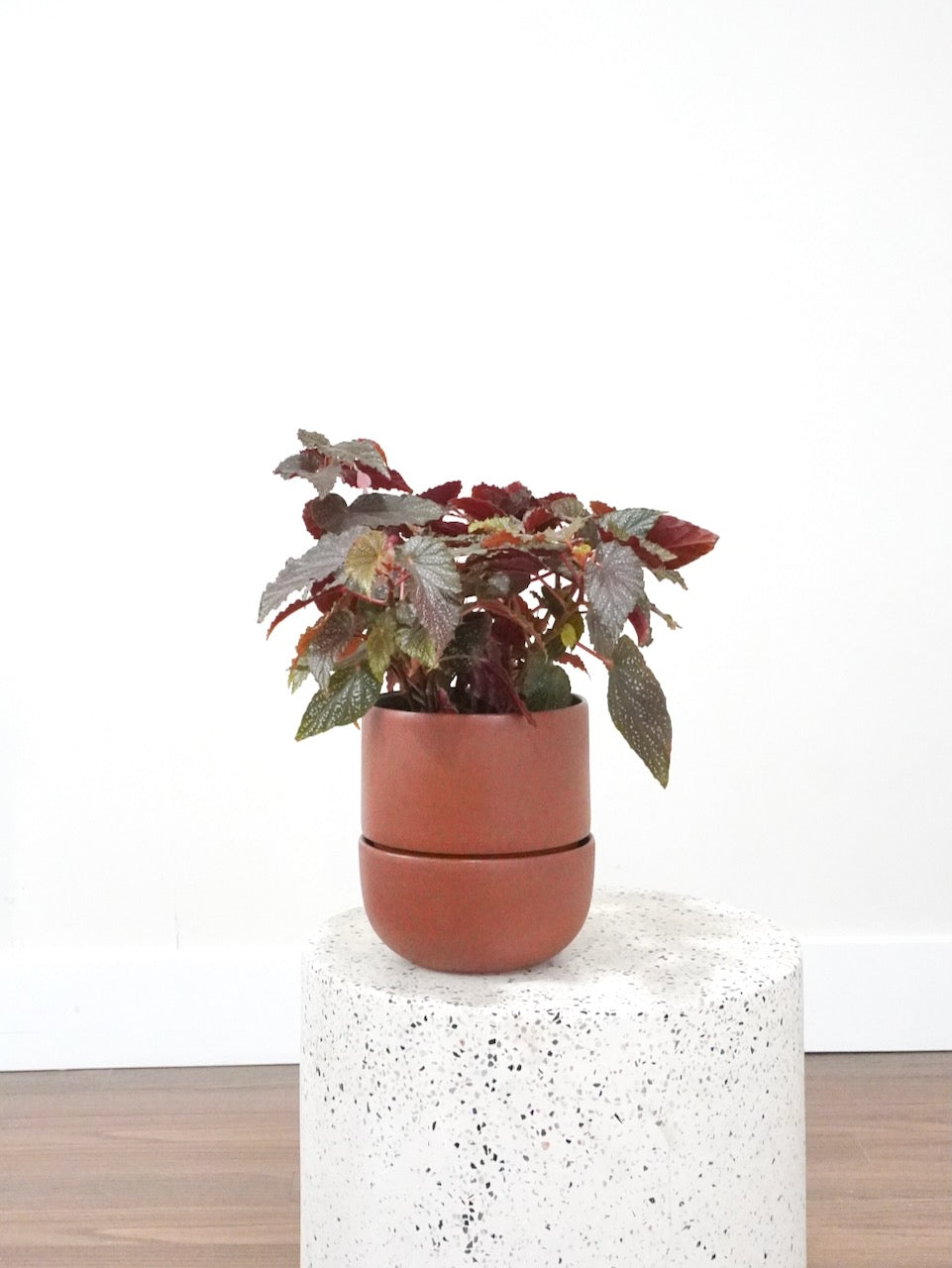 Peacock the Begonia Pink Spot, Medium