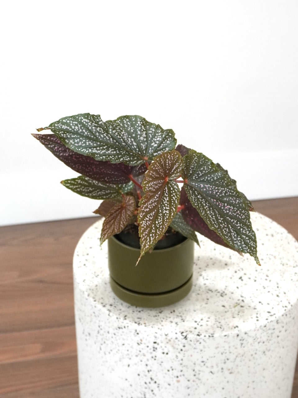 Peacock the Begonia 'Pink Spot', Small