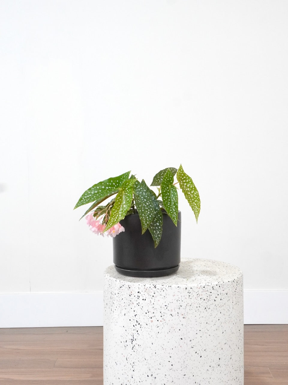 Peacock the Spotted Begonia, Medium