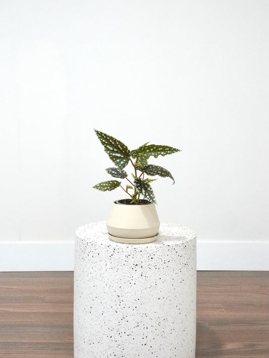 Peacock the Spotted Begonia, Small