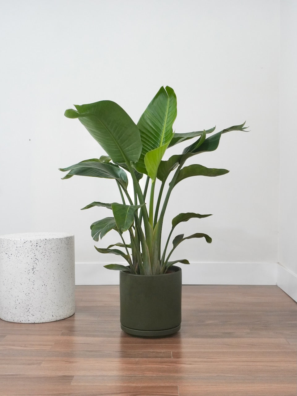 Perdy the Bird of Paradise, XL