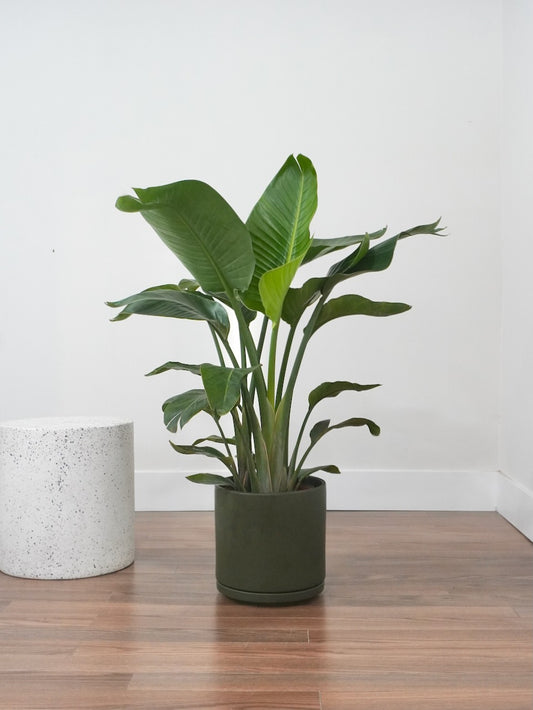 Perdy the Bird of Paradise, XL