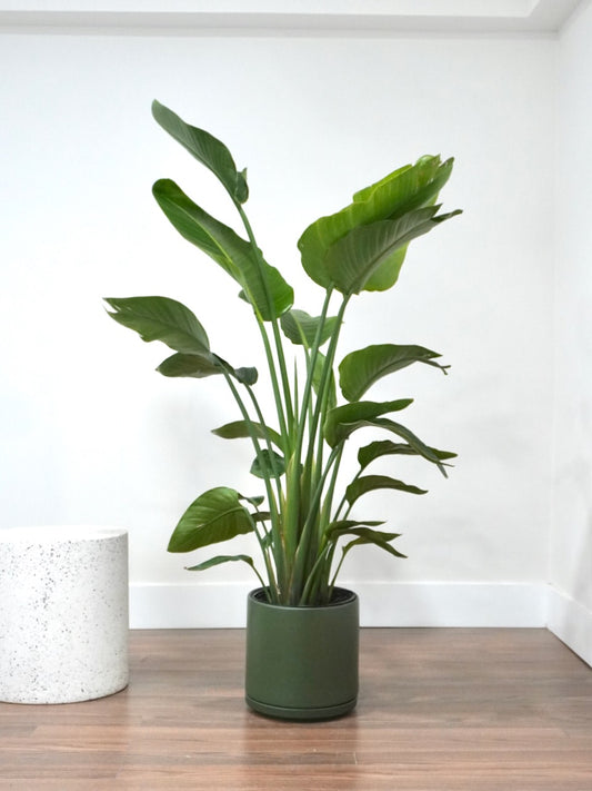 Perdy the Bird of Paradise, XL Tall