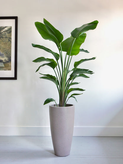 Cypress 22" Tall Fibreglass Pot, XL (Multiple Colours)