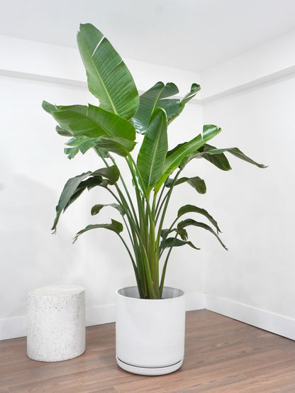 Perdy the Bird of Paradise, XXL