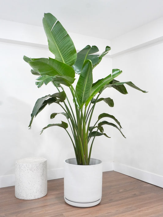 Perdy the Bird of Paradise, XXL