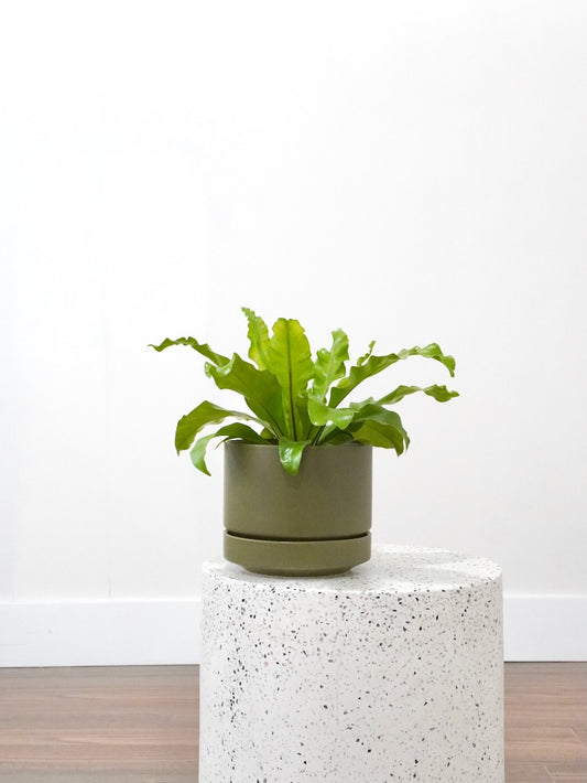 Tweety the Bird's Nest Fern, Medium
