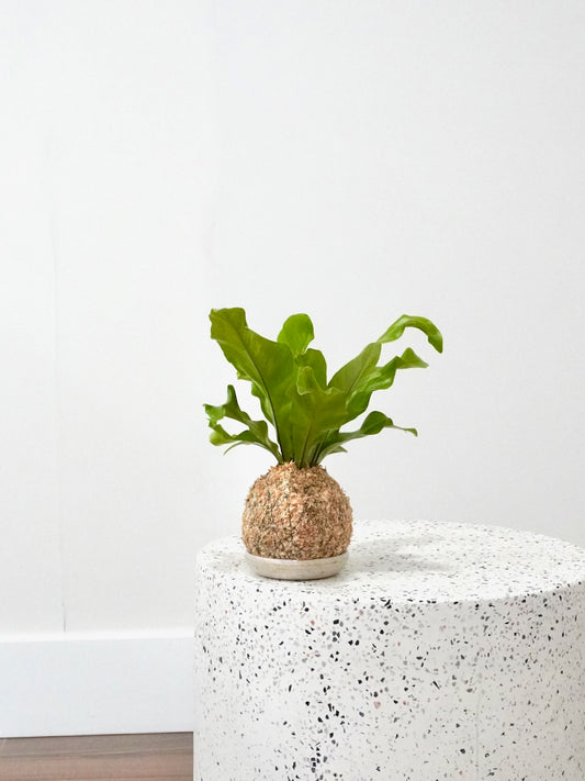 Tweety the Bird's Nest Fern 'Kokedama', Small