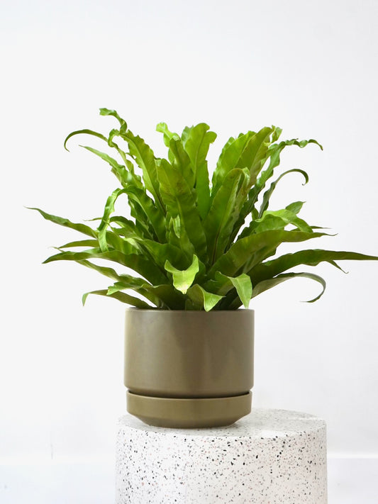 Tweety the Bird's Nest Fern, Large