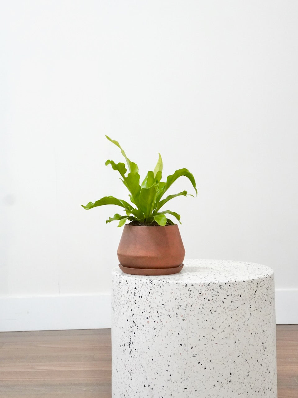 Tweety the Bird's Nest Fern, Small