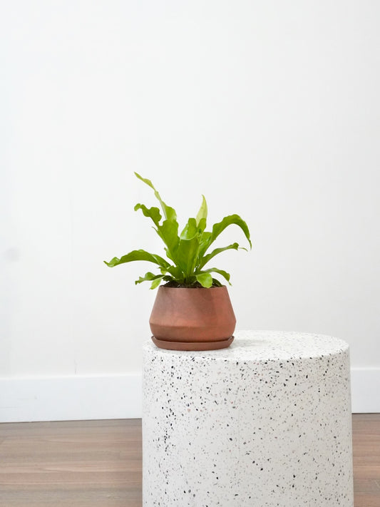 Tweety the Bird's Nest Fern, Small