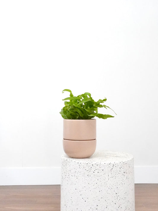 Bird's Nest Fern 'Hurricane', Medium