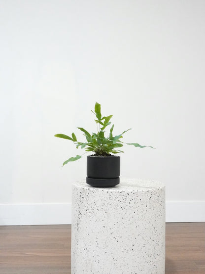 Patrick the Blue Star Fern, Small