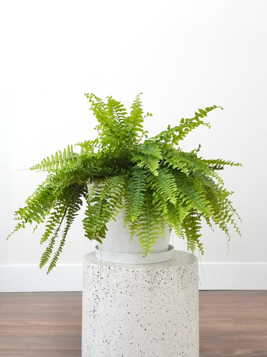 Harry the Boston Fern, XL