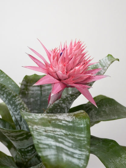 Florero the Bromeliad Silver Vase, Medium