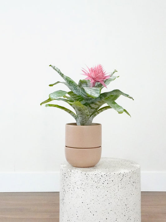 Florero the Bromeliad Silver Vase, Medium