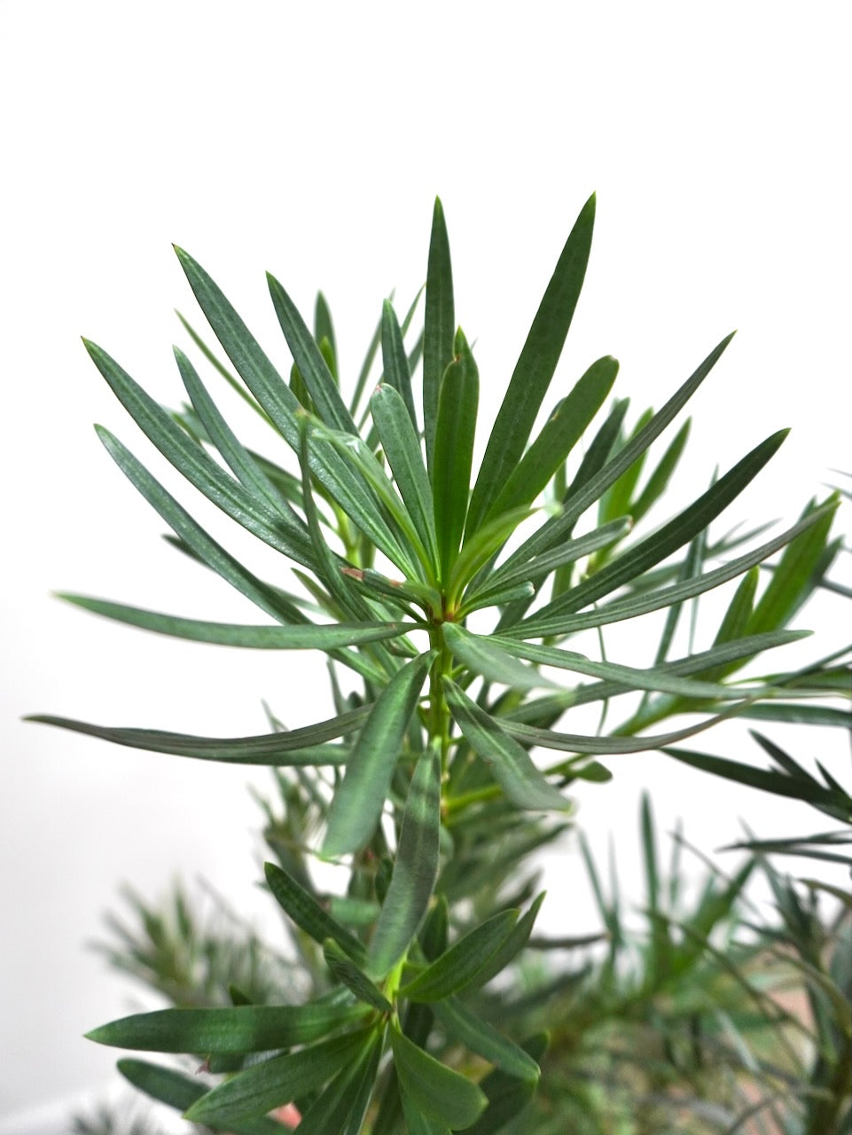 Kappa the Podocarpus Maki Bush, XL