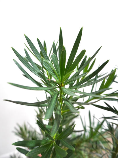 Kappa the Podocarpus Maki Bush, XL