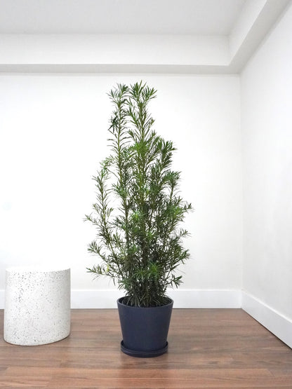 Kappa the Podocarpus Maki Bush, XL