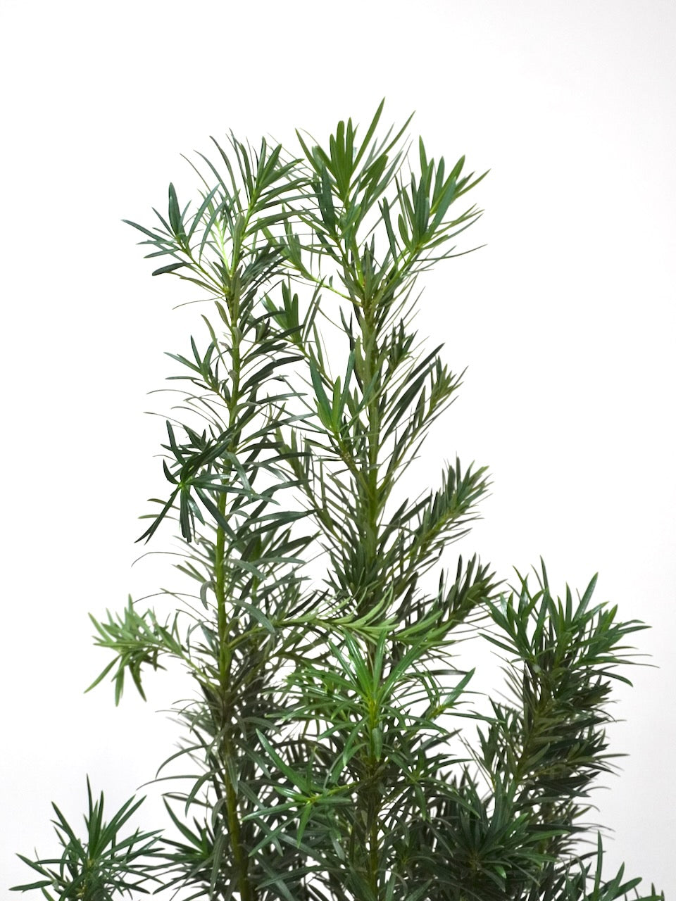 Kappa the Podocarpus Maki Bush, XL