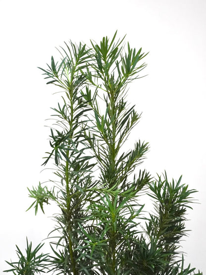 Kappa the Podocarpus Maki Bush, XL