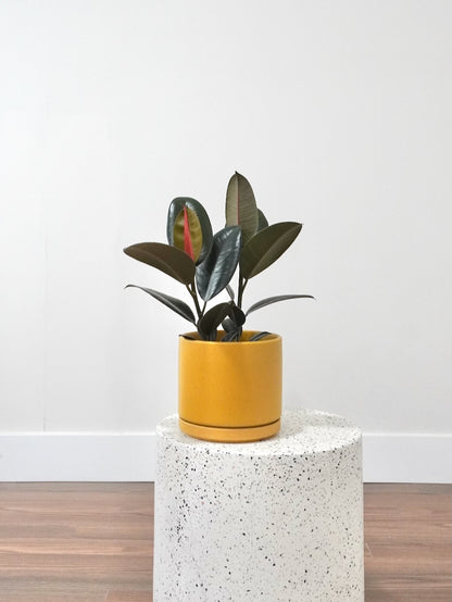 Big Red the Rubber Tree 'Burgundy', Medium