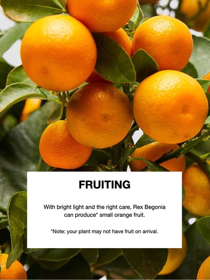 Sunny the Calamondin Fruit Tree, XL