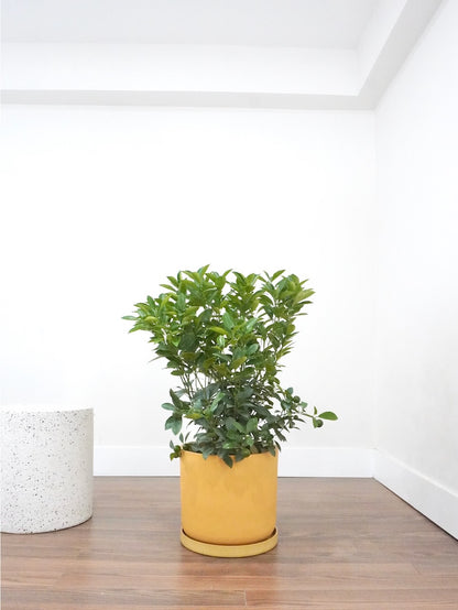 Sunny the Calamondin Fruit Tree, XL