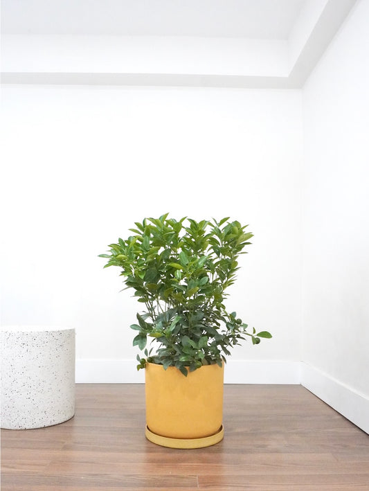 Sunny the Calamondin Fruit Tree, XL