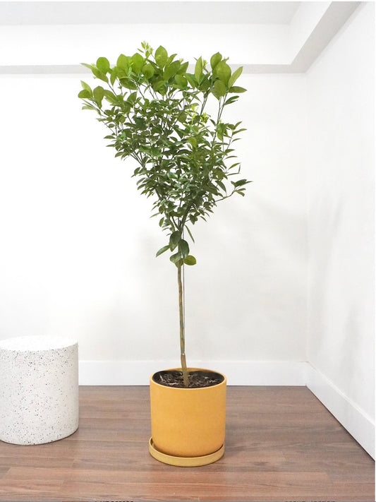 Sunny the Calamondin Fruit Tree, XXL