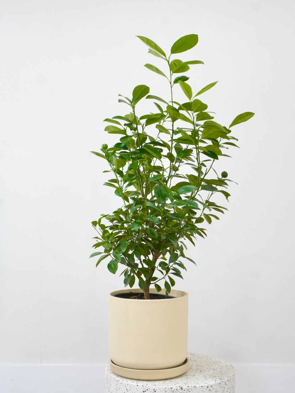 Sunny the Calamondin Fruit Tree, Large