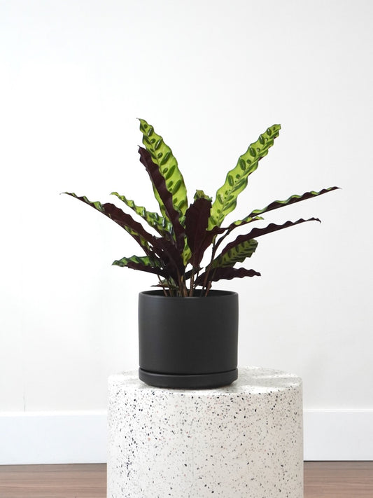 Shak-Shak the Calathea 'Rattlesnake', Medium