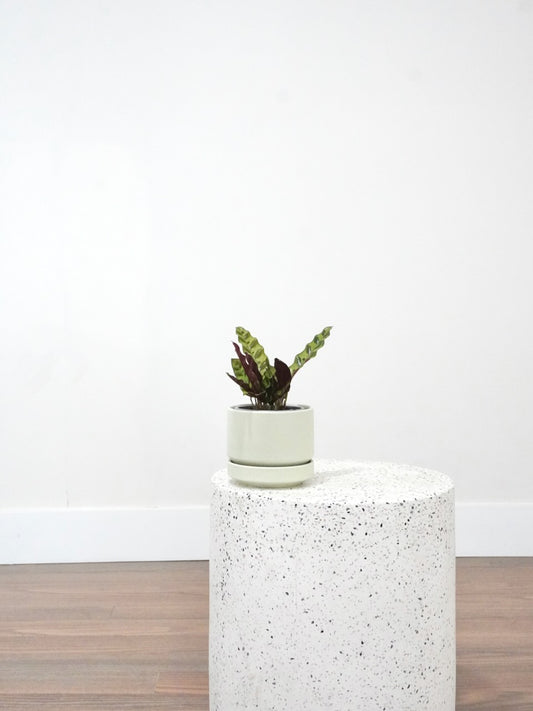 Shak-Shak the Calathea Rattlesnake, Small