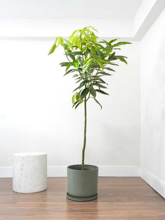 Spicer the Cinnamon Tree, XL Tall