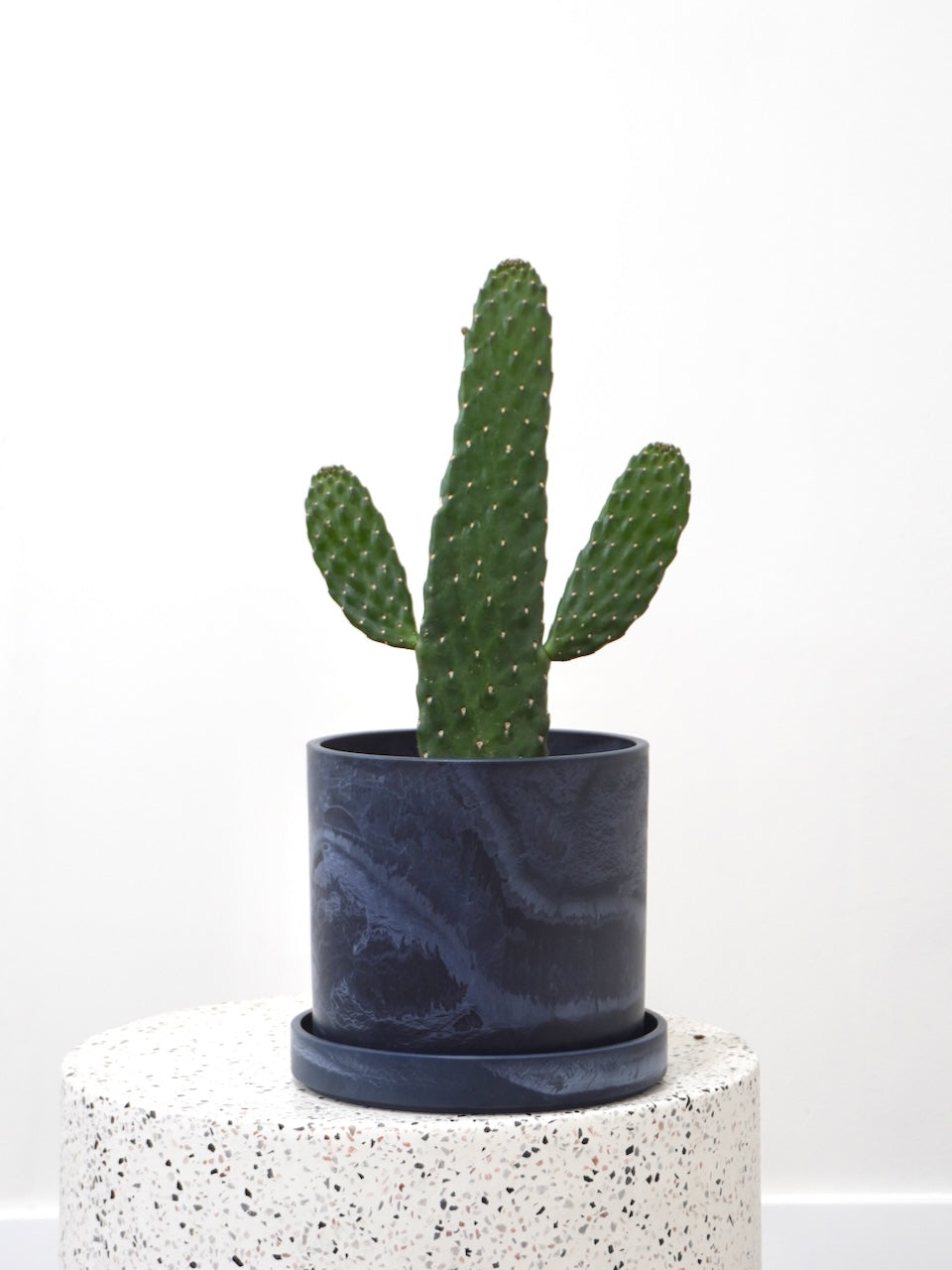 Wile E. the Road Kill Cactus, Medium