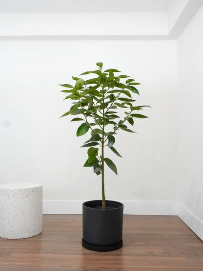 Spicer the Cinnamon Tree, XL