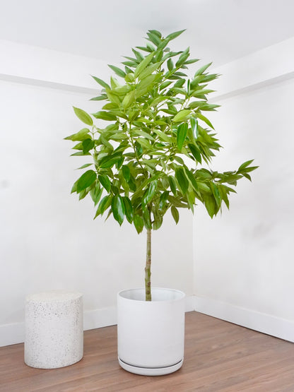Spicer the Cinnamon Tree, XXL