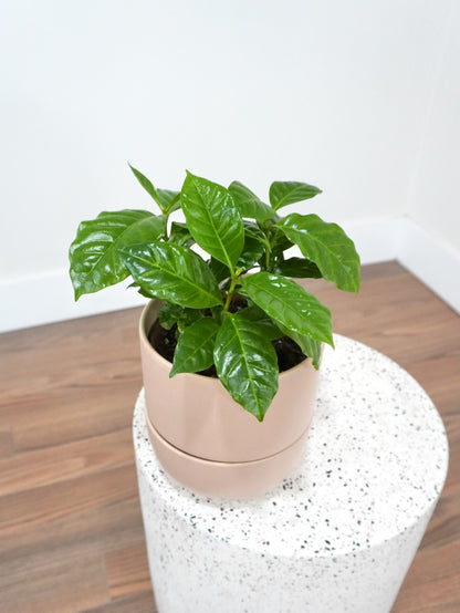 Java the Coffee Plant, Medium