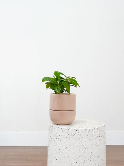 Java the Coffee Plant, Medium
