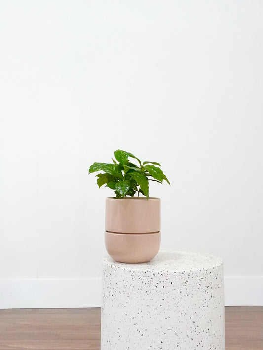 Java the Coffee Plant, Medium