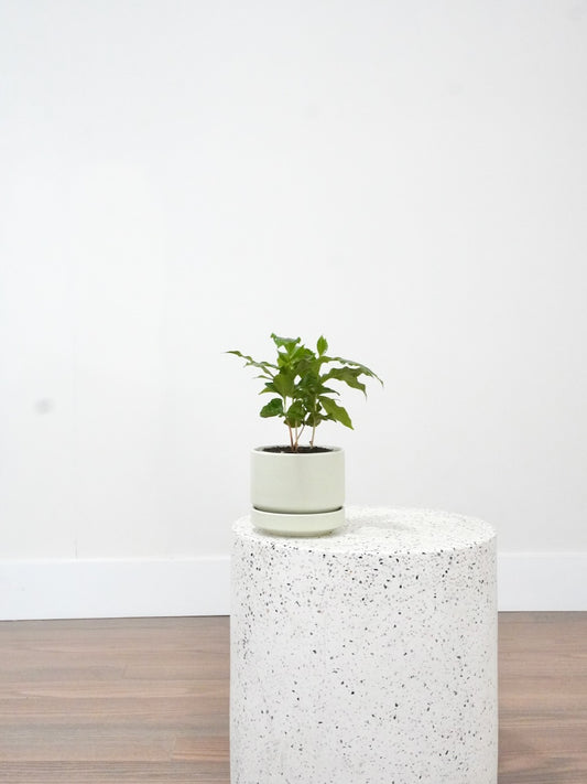 Java the Coffee Plant, Small