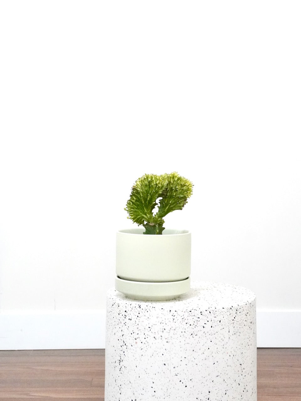 Flounder the Coral Cactus, Medium