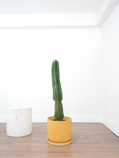 Sundance the Cowboy Cactus, XL