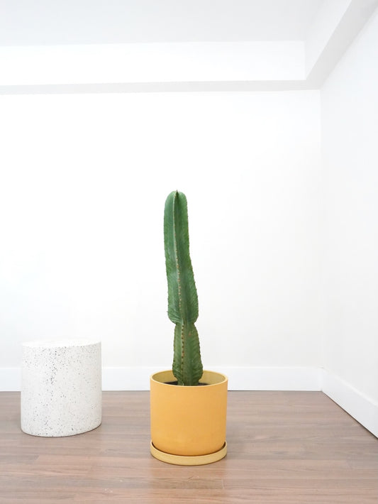 Sundance the Cowboy Cactus, XL