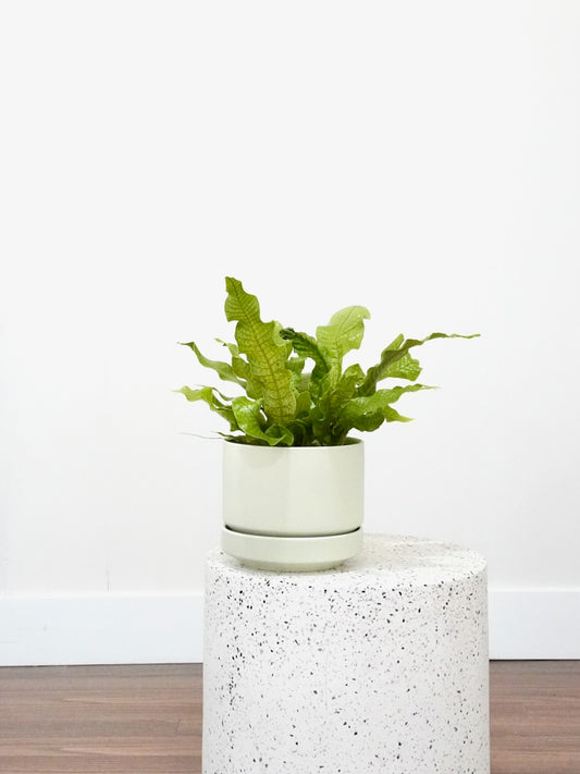 Dundee the Crocodile Fern, Medium